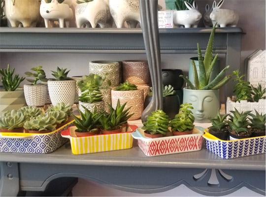 a shelf full of different succulent plants in various coloured trays
