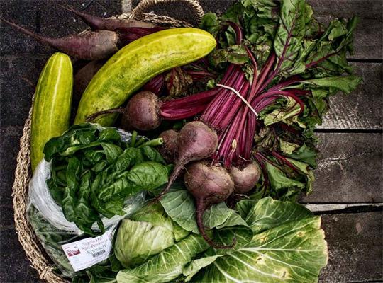 a pile of vegetables including zucchini radishes, turnip, and lettuce