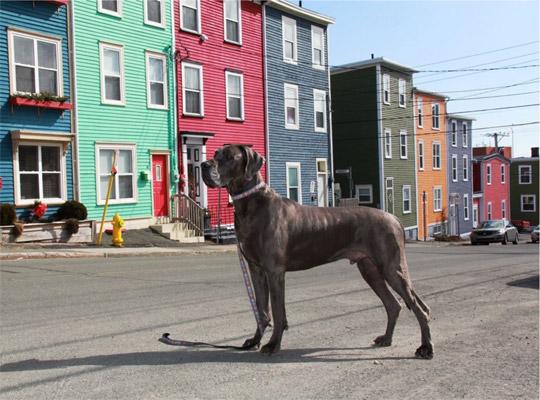 Dog on a Jelly Bean Row Street