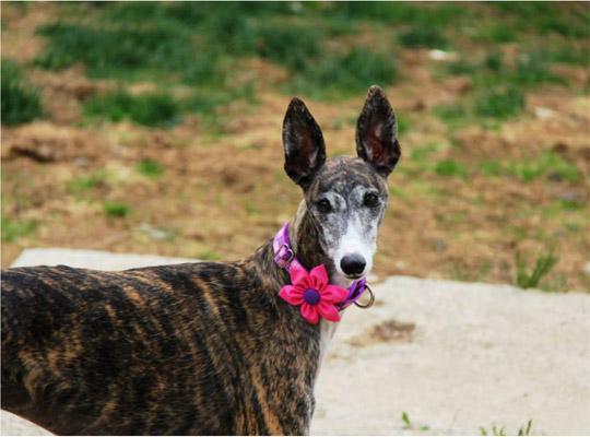 Great Dane with a pink flower on their purple collar