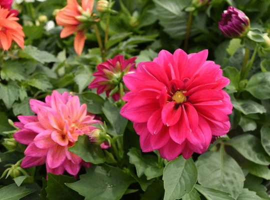 pink flowerheads with green foliage