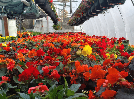 Holland-Nurseries-Red-and-Yellow-Flowers