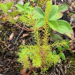 Community Ideas Festival Tree Plant 2024