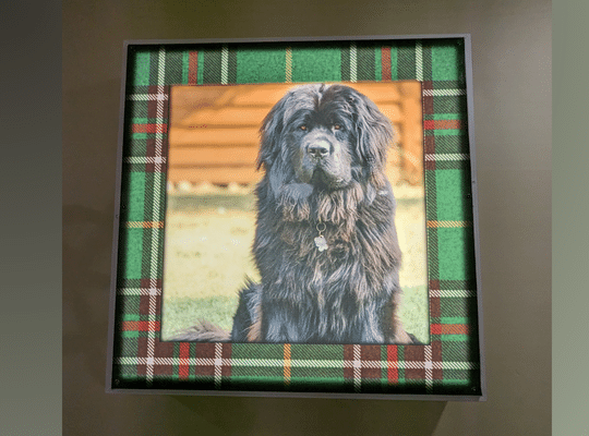 Newfoundland Dog picture at the Trailway Hub