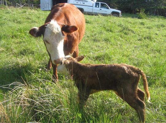 a bigger cow and a small calf touching noses