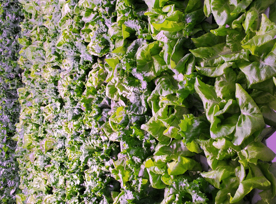 Wall of Green Farm Lettuce