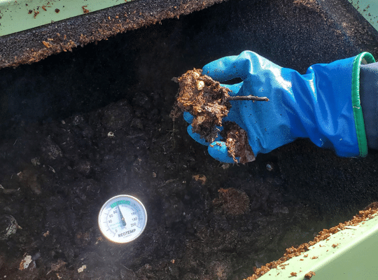 gloved hand in a bin holding compost with a thermometer reading