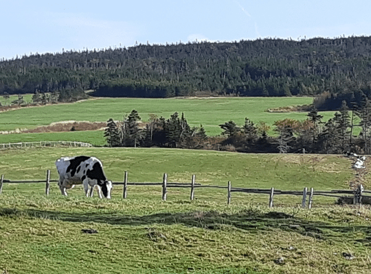 a cow in a green field near a wooden farm fence under a blue sky, Goulds NL