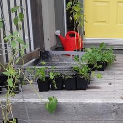 let's grow - container gardening in St. John's