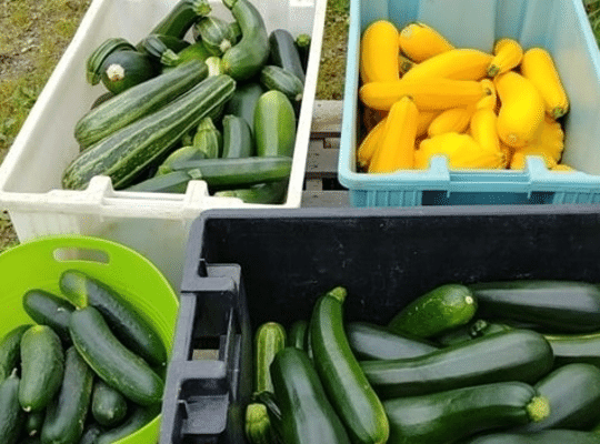 green and yellow harvested squash in tubs