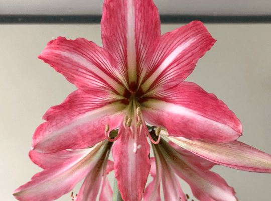 Melissa grew a pink and white Amaryllis in her house and made a blog about how she raised it. The background is off white. 