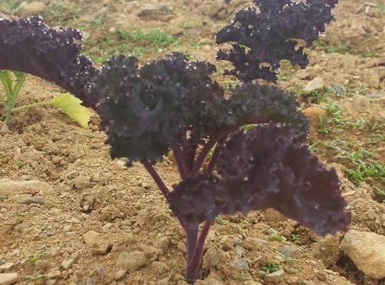 red kale growing in soil