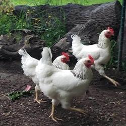 urban chickens - fowl, food, and friends