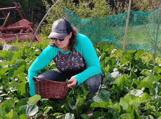 Trina with a basket harvesting a field of cabbages on the FARM