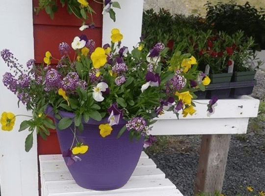 yellow, purple and white flowers with green foliage in a purple planter on a white bench